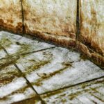 kakelplattor, mögel