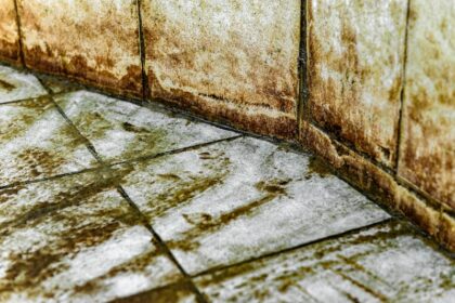 kakelplattor, mögel