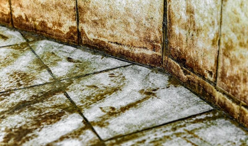 kakelplattor, mögel
